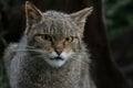 Scottish Wildcat