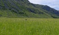 Scottish Wildflowers and lush grass form a dense cover to the Valley floor of Glen Doll