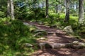 Scottish woods in Bennachie, Aberdeenshire