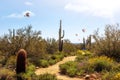Scottsdale Arizona Hiking Trail in Desert Royalty Free Stock Photo