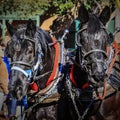 Close-up of a team of horses pulling a farm wagon in the Scottsdale Parada Del Sol which is advertised as the worldÃ¢â¬â¢s largest