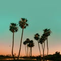 Scottsdale Arizona, USA. Sun sets over Palm Trees on