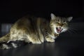 Scotty Fold male tabby cat Hide in the dark Royalty Free Stock Photo