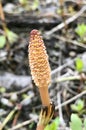 Scouring Rush (Equisetum hyemale) plant in a wetland Royalty Free Stock Photo