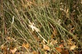 Scouring rush Equisetum a pioneer on gravel in Glastonbury Connecticut