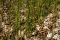 Equisetum hyemale, commonly known as rough horsetail, scouring rush Royalty Free Stock Photo