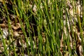 Equisetum hyemale, commonly known as rough horsetail, scouring rush Royalty Free Stock Photo