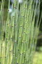 Scouring rush horsetail Royalty Free Stock Photo