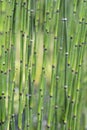 Scouring rush horsetail Royalty Free Stock Photo