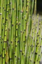 Scouring rush horsetail Royalty Free Stock Photo