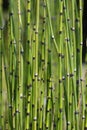 Scouring rush horsetail Royalty Free Stock Photo