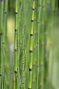 Scouring rush horsetail Royalty Free Stock Photo