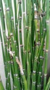 Scouring Rush or & x27;water bamboo& x27; is also known as rough horsetail.