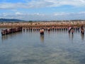 Scout ceremonysky, sea, pramuka, togetherness, nautical, blue, cloud, ceremony, adventurer, having fun, holiday, brown