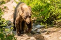 Scraggly Black Bear Walks Along the Amphitheater Lake Trail