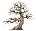 Scraggly leafless tree, isolated Royalty Free Stock Photo