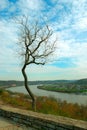 Scraggly Tree in Autumn Royalty Free Stock Photo