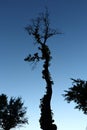 Scraggly Tree in Twilight Royalty Free Stock Photo