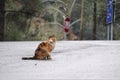 Scraggly, wet long-haired calico cat on wet road Royalty Free Stock Photo