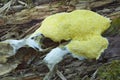 Scrambled egg slime mold Royalty Free Stock Photo