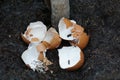 Scrap eggs was abandoned at black soil close to tree for fertilizer, compost make tree better growth