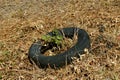 Scrap tire in a field Royalty Free Stock Photo