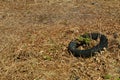 Scrap tire in a field Royalty Free Stock Photo