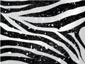 Scrapped vector zebra background Royalty Free Stock Photo