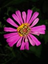 Scrappy Pink Flower against Dark Night Sky Royalty Free Stock Photo