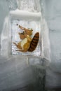 Scrat from the ice age movie inside the ice palace at the Jungfraufoch in Switzerland Royalty Free Stock Photo