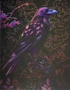 Scratch art  -  Raven closeup texture Royalty Free Stock Photo