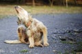 Scratch ear action of happy fluffy dog