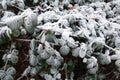 Scratchberry Plant Covered In Winter