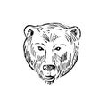 Head of a Brown Bear Ursus Arctos or Grizzly Bear Scratchboard Style Black and White