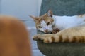 Scratched nosed ginger stray cat is lying down on a chair