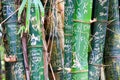 Scratched  out letters and initials on green bamboo trunks Royalty Free Stock Photo