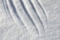 Scratches on loose snow