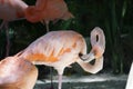 Scratching flamingo in Yucatan Peninsula, Mexico