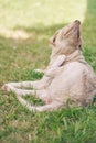 Scratching himself brown dog Royalty Free Stock Photo