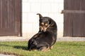 scratching himself dog outside in green Royalty Free Stock Photo