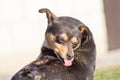 scratching himself dog outside in green Royalty Free Stock Photo