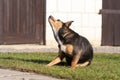 scratching himself dog outside in green Royalty Free Stock Photo