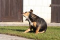 scratching himself dog outside in green Royalty Free Stock Photo