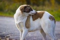 scratching himself dog in the street Royalty Free Stock Photo