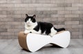 Scratching post for a cat. Cute, funny black and white cat sharpens its claws.