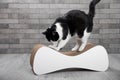 Scratching post for a cat. Cute, funny black and white cat sharpens its claws.