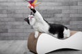 Scratching post for a cat. Cute, funny black and white cat sharpens its claws.