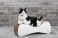 Scratching post for a cat. Cute, funny black and white cat sharpens its claws.