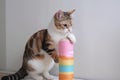 scratching post with colorful plush toy for cat