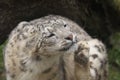 Scratching snow leopard